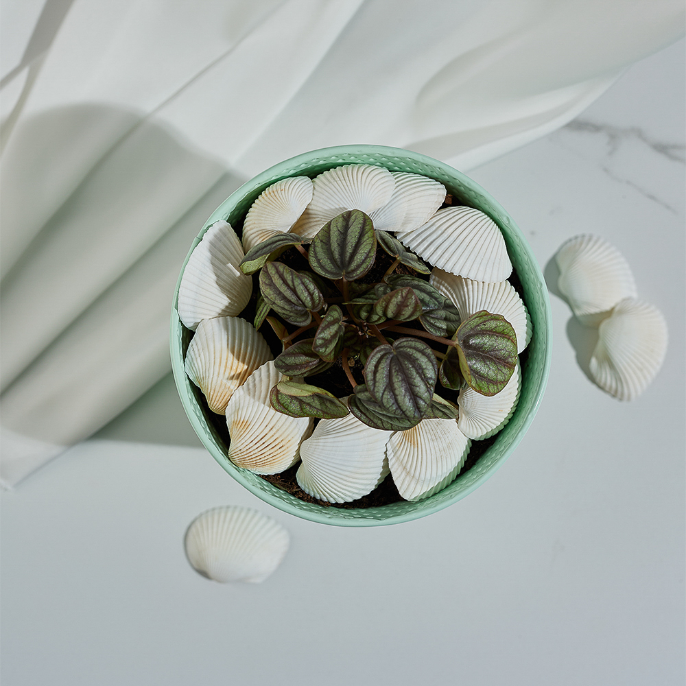 INBLOOM Декор для кашпо Ракушки, 10х6см, белые, 150г (±10г), арт.№ 173-005