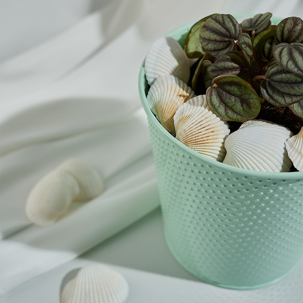 INBLOOM Декор для кашпо Ракушки, 10х6см, белые, 150г (±10г), арт.№ 173-005