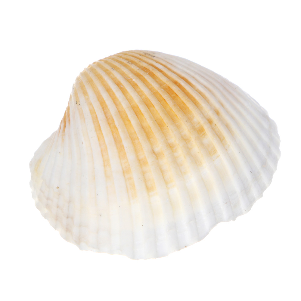 INBLOOM Декор для кашпо Ракушки, 10х6см, белые, 150г (±10г), арт.№ 173-005