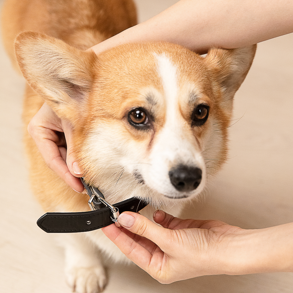 VETTA Ошейник для домашних животных, искусственная кожа, 2,5х50 см, обхват 35,5-45,5 см, арт.№ 273-352