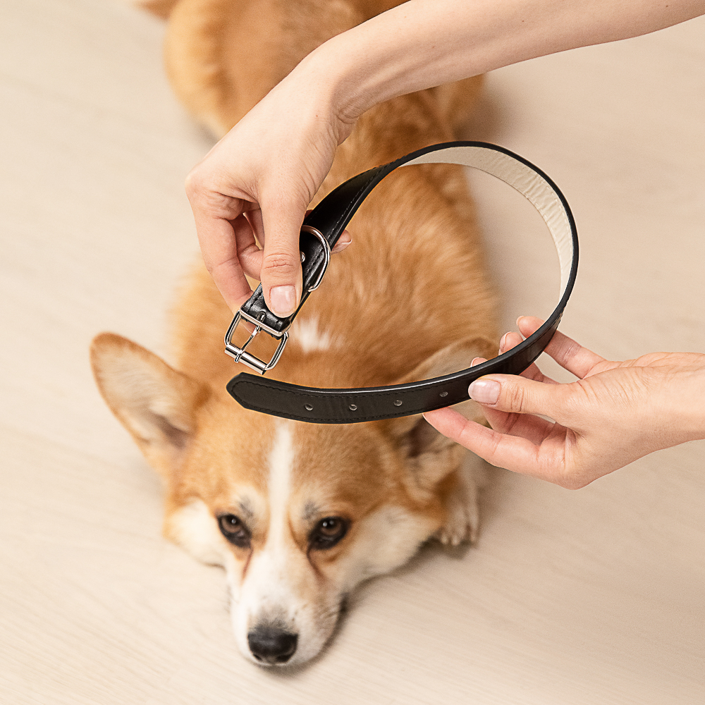 VETTA Ошейник для домашних животных, искусственная кожа, 2,5х50 см, обхват 35,5-45,5 см, арт.№ 273-352