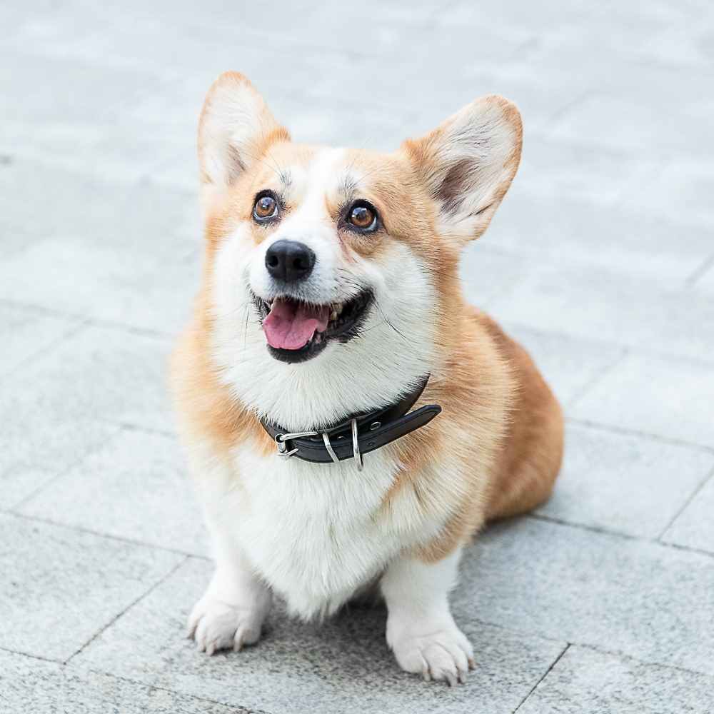 VETTA Ошейник для домашних животных, искусственная кожа, 2,5х50 см, обхват 35,5-45,5 см, арт.№ 273-352