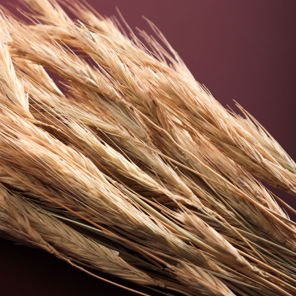 Сухоцветы Ячмень, Могара, тм Колхоз Луч, 70г, в ассортименте, арт.№ 426-010