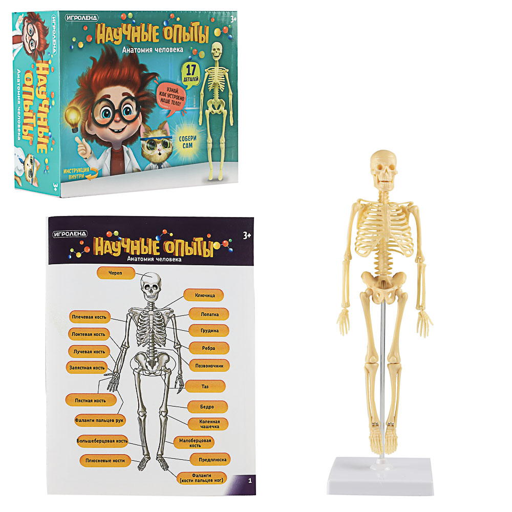 ИГРОЛЕНД Научные опыты "Анатомия человека", ABS, 22,5х16,6х6см, 3 дизайна, арт.№ 283-113
