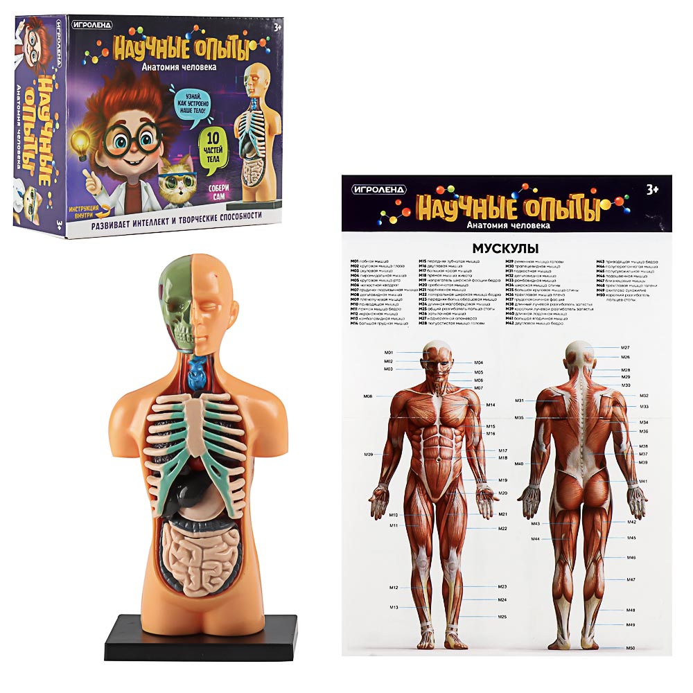 ИГРОЛЕНД Научные опыты "Анатомия человека", ABS, 22,5х16,6х6см, 3 дизайна, арт.№ 283-113