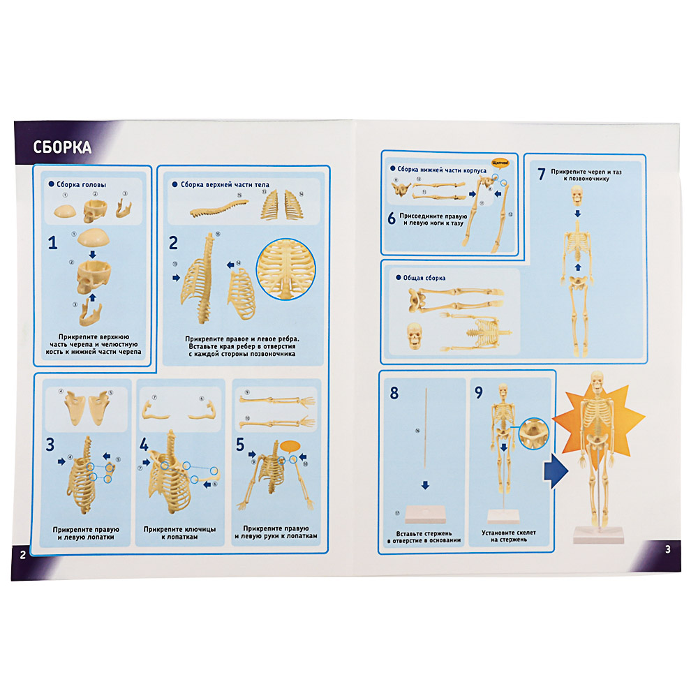 ИГРОЛЕНД Научные опыты "Анатомия человека", ABS, 22,5х16,6х6см, 3 дизайна, арт.№ 283-113