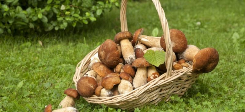 Как правильно собирать грибы: срезать или выкручивать?