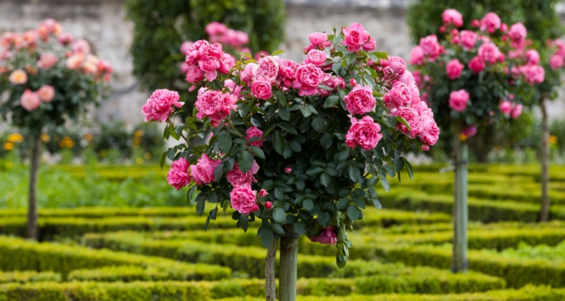 Как правильно обрезать розы: 8 советов для здоровых кустов роз