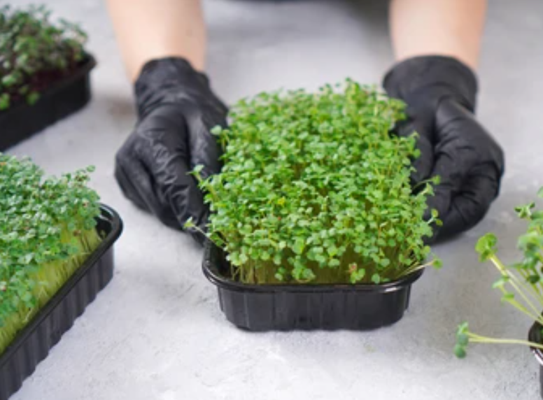 Как вырастить микрозелень без почвы на салфетке за 7 простых шагов