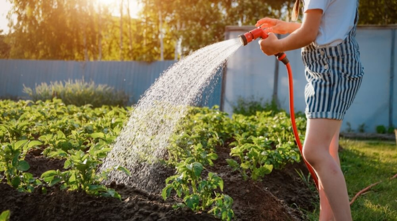 Как правильно поливать растения в огороде? Секреты по уходу за рассадой