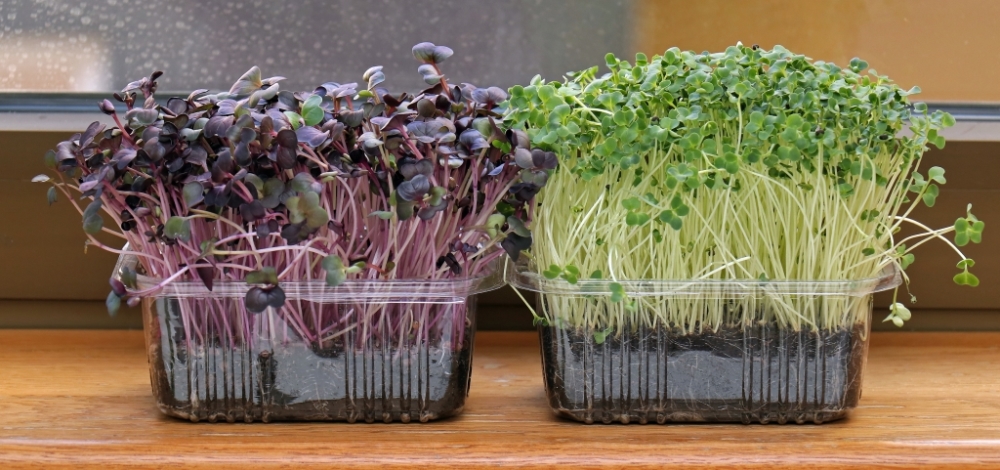 Как вырастить микрозелень без почвы на салфетке