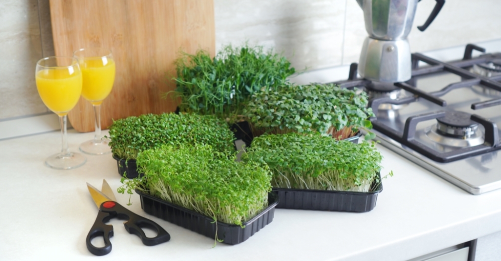 Как вырастить микрозелень без почвы на салфетке
