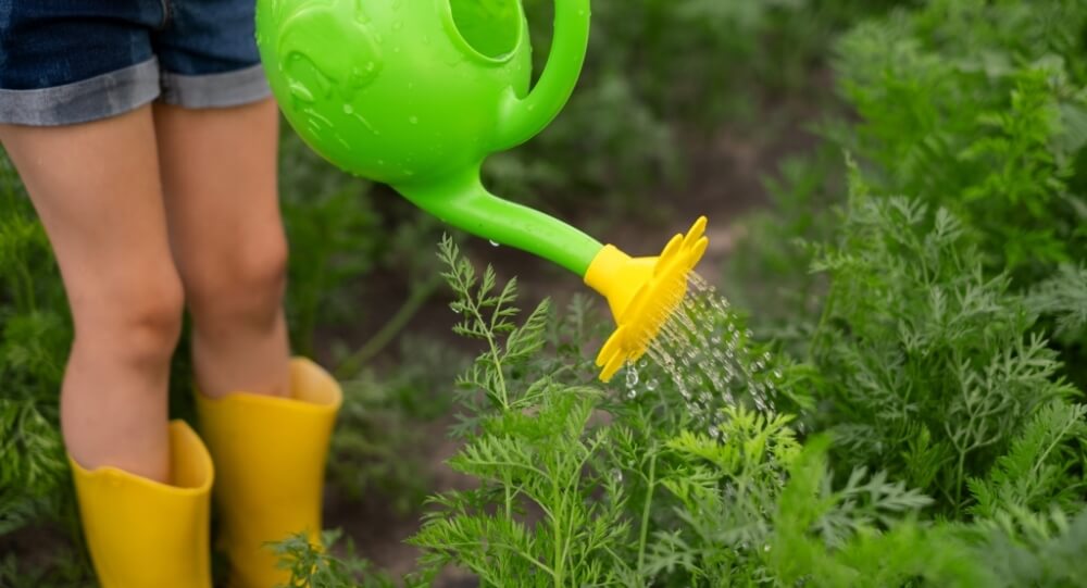 Как правильно поливать растения в огороде