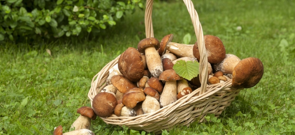 Как правильно собирать грибы