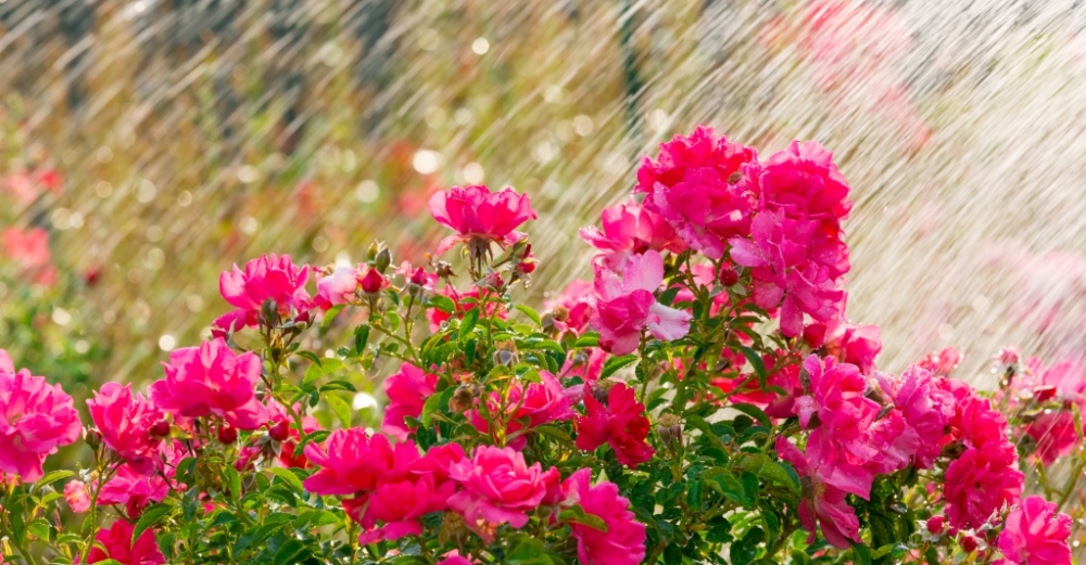 Что лучше для вашего огорода — капельный полив или дождевание